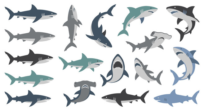 Set of various shark illustrations, including great white, hammerhead, and tiger sharks. Aquatic predators in blue, gray, and black hues, representing marine life and ocean danger.