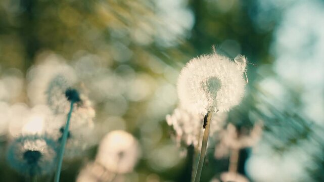 Dandelion seed heads in a sunlit spring field in France