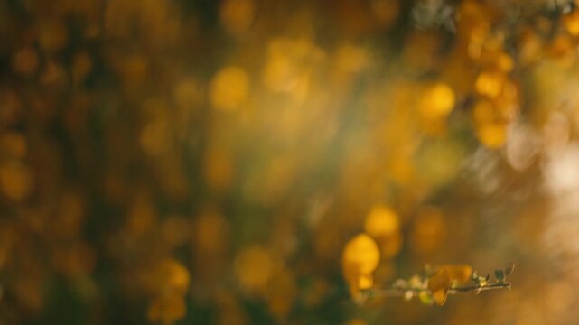 Golden autumn foliage glowing in warm sunlight