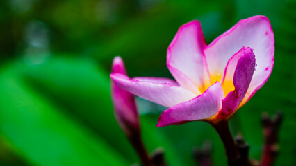 Fototapeta premium Close up fresh pink plumeria flowers bloom beautifully in the garden