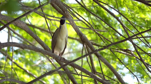 A Black Crowned Night Heron, Nycticorax nycticorax, preens on the branch of a tree in South Carolina