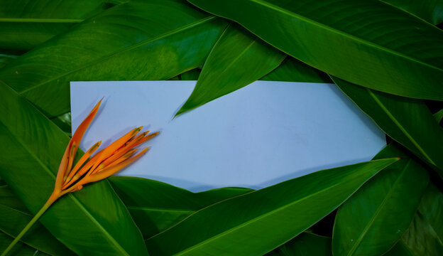 Creative layout made of green leaves and orange flower with white paper card note. Flat lay. Nature concept, leaf, background