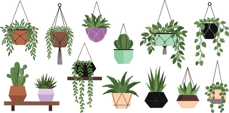 A stylish set of flat vector illustrations featuring various indoor houseplants in decorative macrame hanging planters, geometric pots, and on wooden shelves.