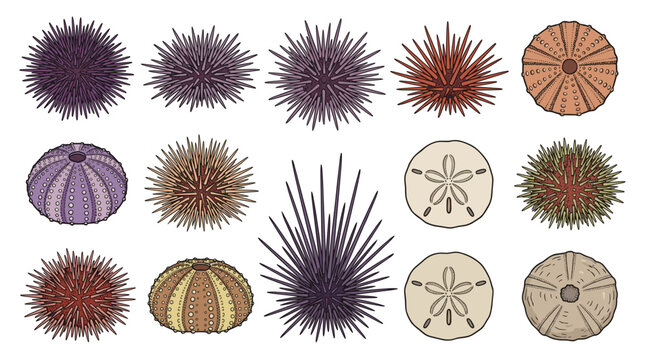 Sea urchin vector set featuring colorful detailed spiny marine life and sand dollar shells isolated on white background