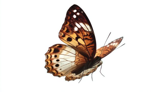 Brown butterfly with white spots glides gracefully