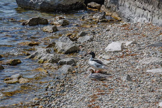 Couple de Grands Harles (Mergus merganser) sur une plage de galets au bord du lac.