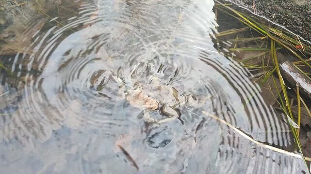 Wonderful toads swirl around each other as if dancing.