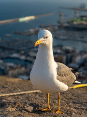 Obraz premium Seagull overlooking Alicante city and harbor at sunset Spain with blurred urban background