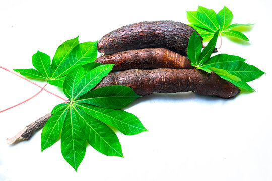 manihot esculenta with lefe, Cassava isolated on a white background