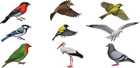 Realistic Bird Vector Collection Featuring Flying and Perched Species Including Robin Stork Seagull Pigeon and Songbirds for Nature Design © MdSirazul