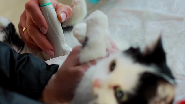 Close up view of veterinarian hands using ultrasound probe on abdomen area of black and white cat, performing diagnostic imaging for medical assessment of mammary glands and internal organs