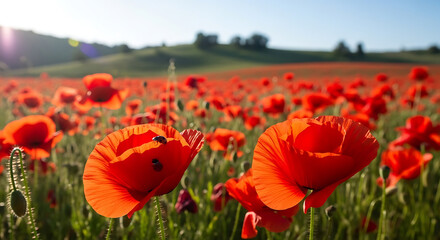 Fototapeta premium Red Poppy Flowers in Full Bloom.