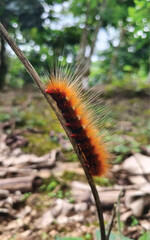 Fototapeta premium Fuzzy Orange Caterpillar
