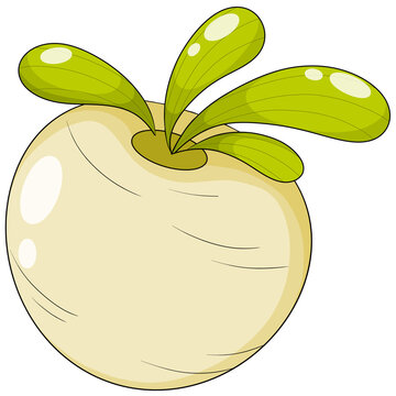The illustration shows a white radish with green leaves.