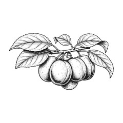 Plum branch with leaves and fruit, black and white illustration of fresh plums © Digi_craft