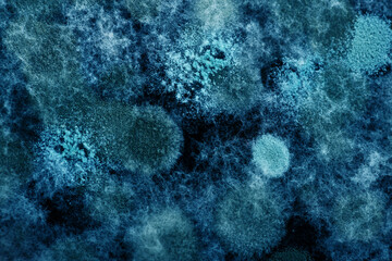 Obraz premium Blue macro background of mold or microorganism.