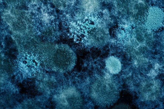 Blue macro background of mold or microorganism.