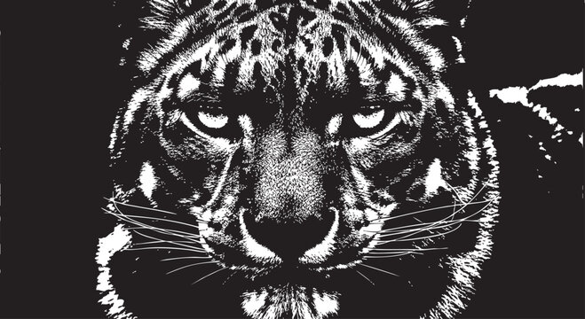 Black and white leopard face, animal illustration, wildlife portrait, monochrome vector graphic
