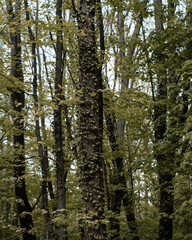 Obraz premium Sunlight shining through dense forest trees creating a magical and peaceful atmosphere. Concept of nature, freshness, and environmental harmony.