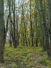 Fototapeta premium Sunlight shining through dense forest trees creating a magical and peaceful atmosphere. Concept of nature, freshness, and environmental harmony.