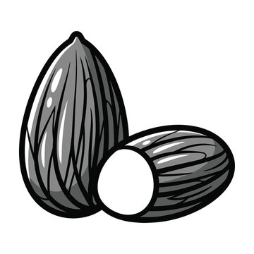 Two black walnuts isolated on white background, healthy snack