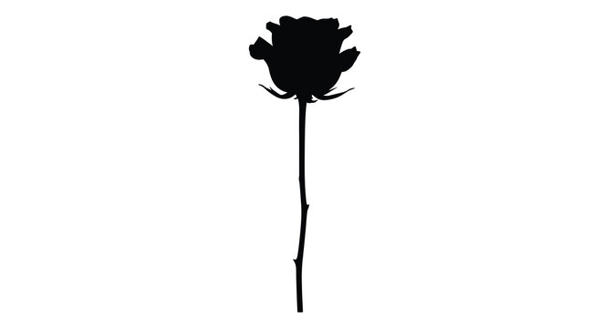 black rose silhouette on white background silhouette