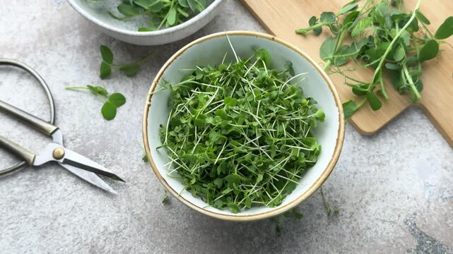 Harvesting radish microgreens and pea shoots