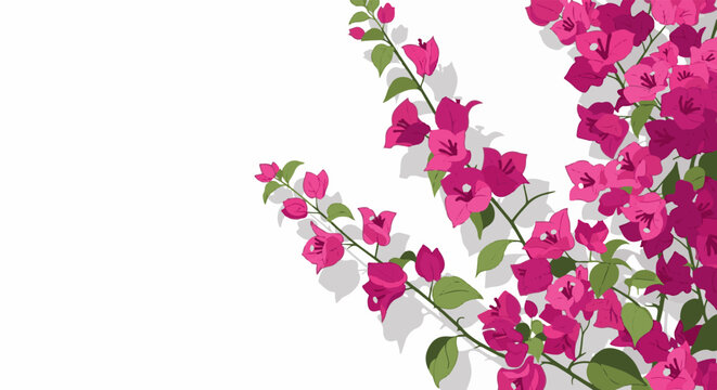 Vibrant pink bougainvillea branches with green leaves on a white background