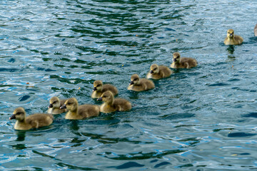 Young Greylag geese, swimming in blue water © Stuart