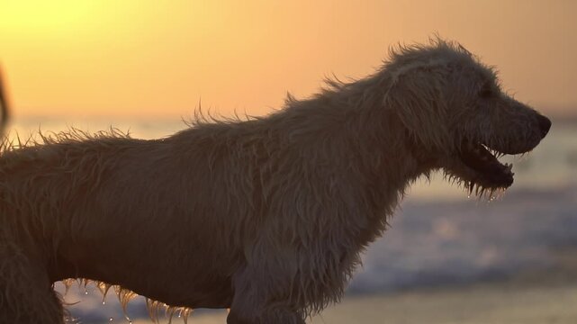 Wet shaggy dog with golden fur stands on sandy beach, water dripping from coat. Warm golden hour light. Blurred people swim in background, enjoying peaceful evening by ocean water. Playful pet enjoys 