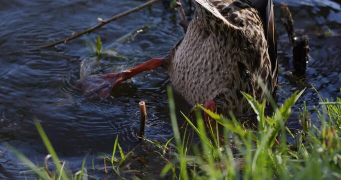 Female mallard duck dabbling upside down with feet in the air searching for food underwater, close up, slow motion, wildlife scene