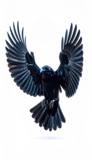 Obraz premium Captivating image of a black raven soaring with wings fully extended, set against a clean white backdrop.