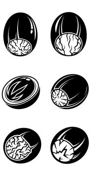 Nutmeg Seed Halves and Whole Nutmegs, Botanical Illustration