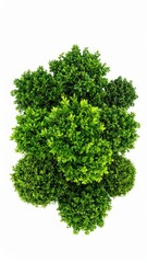 Obraz premium High-angle shot of vibrant green shrubs, perfect for landscaping, gardening, and nature-themed designs.