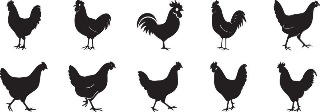 A collection of 10 Chicken silhouette vector, black and white silhouette vector illustration