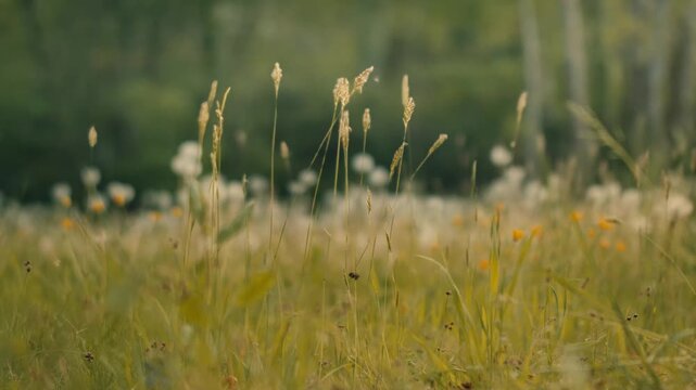 Dandelion clocks with white seeds stand in a sun-drenched field. The golden light highlights the delicate textures of the plants. Slow-motion pan.