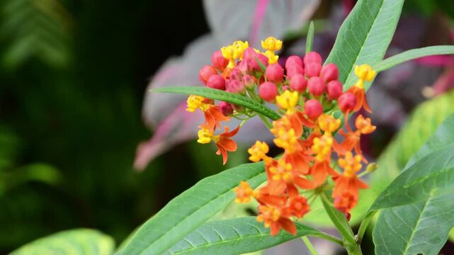 Detailed shot capturing a honey bee gathering nectar from bright orange and yellow Asclepias curassavica flowers in a natural garden