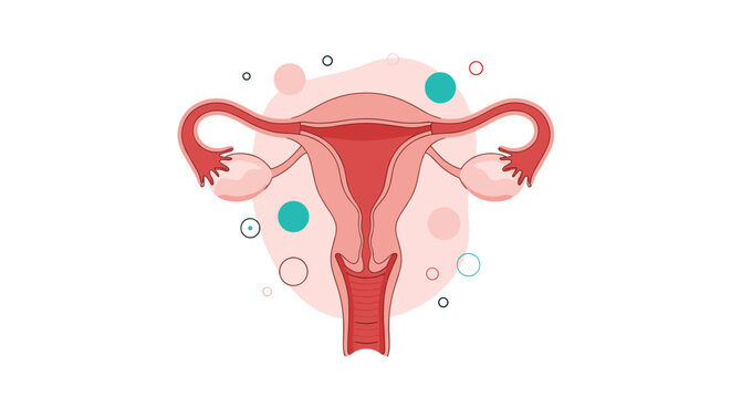Detailed medical illustration of the female reproductive system showing the uterus, ovaries, and fallopian tubes on a soft background.