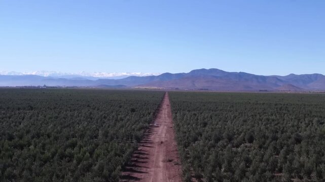 Vast olive grove stretching towards the horizon under a clear blue sky, with rows of trees cultivated for extra virgin olive oil production in a sunny agricultural landscape with mountains on back