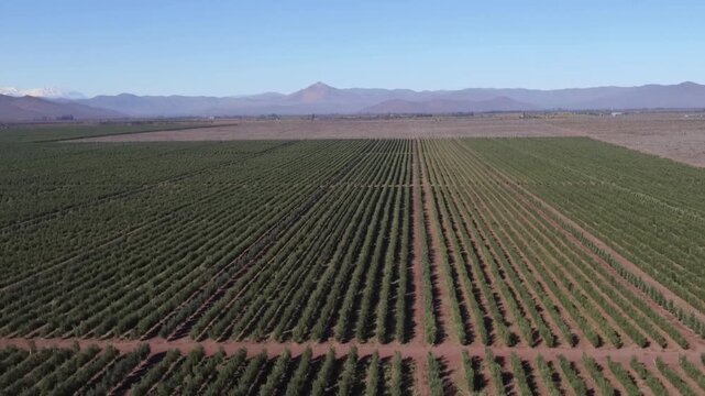 Vast olive grove stretching towards the horizon under a clear blue sky, with rows of trees cultivated for extra virgin olive oil production in a sunny agricultural landscape with mountains on back