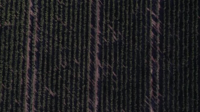 Aerial top-down view flying over a vast plantation of olive trees organized in diagonal rows, a fundamental element of mediterranean agriculture and extra virgin oil production