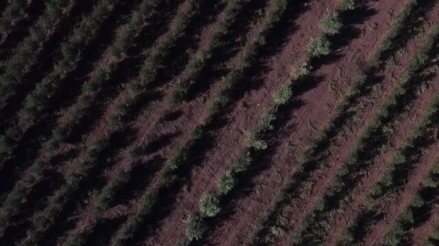 Aerial top-down view flying over a vast plantation of olive trees organized in diagonal rows, a fundamental element of mediterranean agriculture and extra virgin oil production