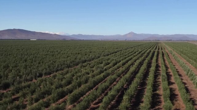 Aerial top-down view flying over a vast plantation of olive trees organized in diagonal rows, a fundamental element of mediterranean agriculture and extra virgin oil production
