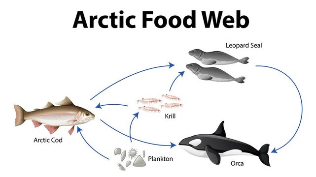 Arctic food web animation showing interactions between plankton krill arctic cod leopard seal orca baleen whale and penguin.