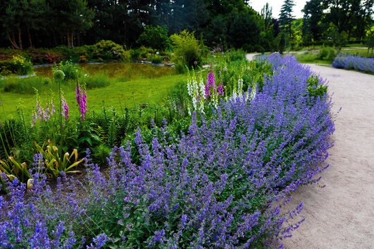 Flowers Nepeta cataria grow in a garden along a pathway near trees and water during daytime in a natural setting