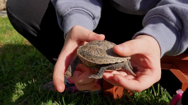 Closeup of a young mauremys reevesii turtle being gently cradled in a child's small hands, as the tiny reptile explores its surroundings outdoors, moving its legs and head