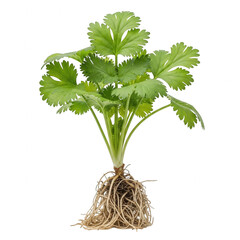 Fototapeta premium Fresh green parsley plant with roots