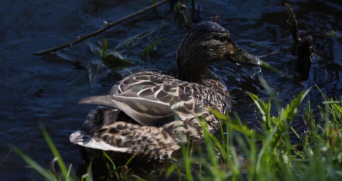 Female mallard duck dabbling upside down with feet in the air searching for food underwater, close up, slow motion, wildlife scene