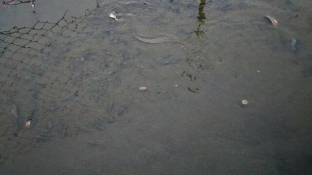 A murky body of water with floating debris and sediment visible.