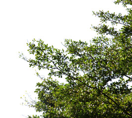 Fototapeta premium Green leaf or branch isolated on transparent background.